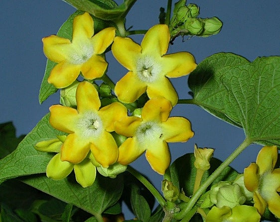 Recommended for your garden in the south of Spain: Telosma cordata