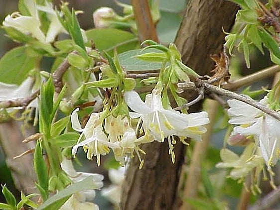 Recommended for your garden in the south of Spain: Lonicera fragrantissima