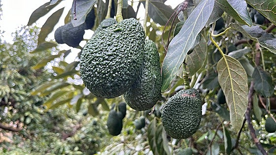 Avocado harvest in Spain expected to grow by 20 per cent to 70,000 tonnes