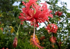 Hibiscus schizopetalus.