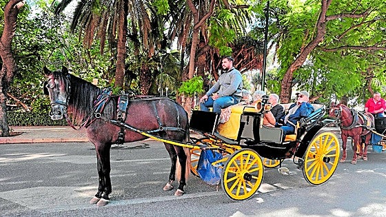Horse-drawn carriages carrying tourists around Malaga's sights could soon be a thing of the past