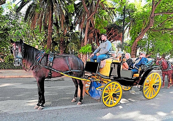 Malaga currently issues 25 operating licences for horse-drawn carrages in the city.