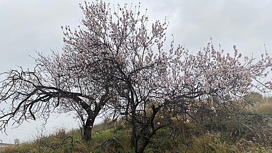 Sicily connects with nut growers in Malaga to crack extraction of almond milk