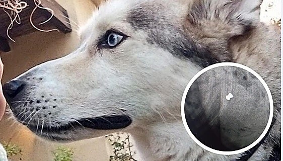 Animal cruelty investigation launched after dog shot dead in Malaga town