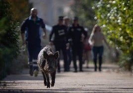 The wild boar fled along the pedestrian path along the river, pursued by technicians and officers.