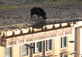 The wild boar that prompted a heavy deployment in Malaga city last Thursday, a few metres north of La Goleta bridge.