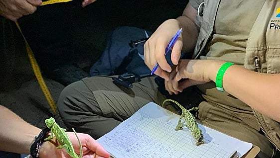 Chameleons help regenerate sand dunes on Marbella beach