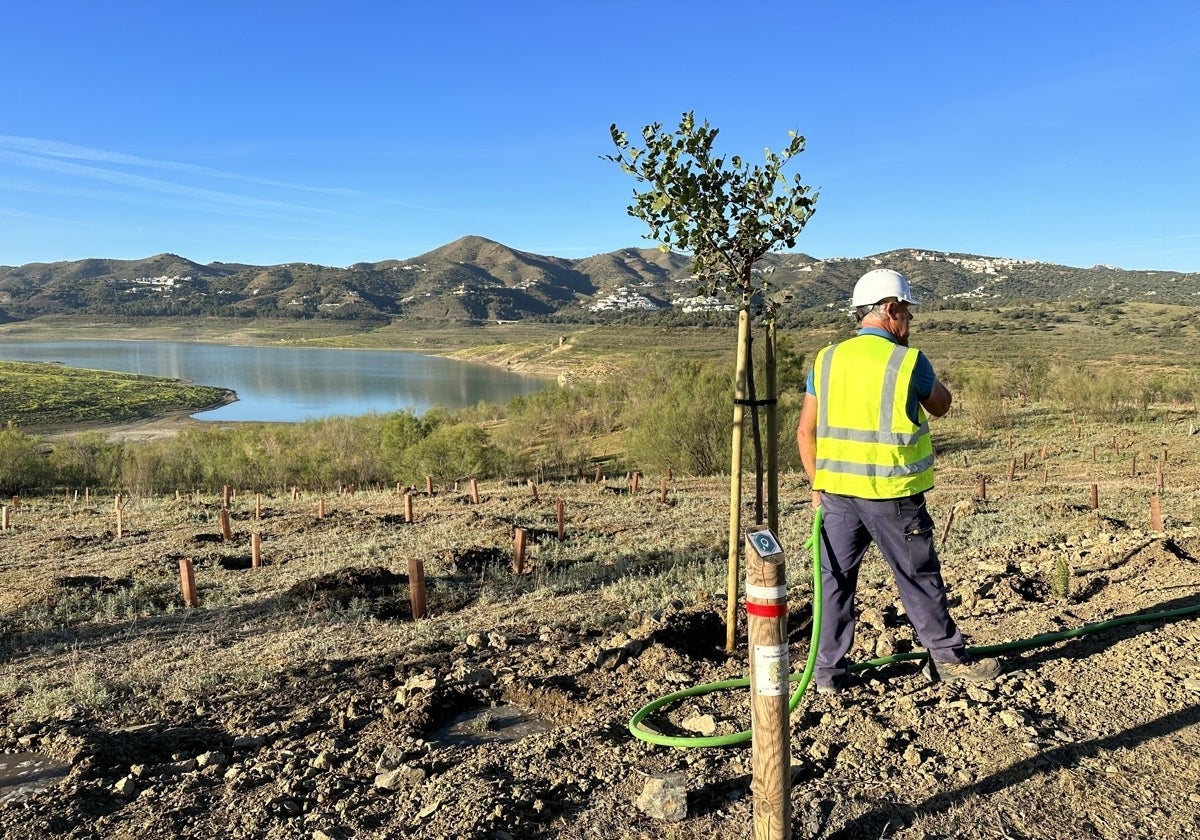 Reforestation work at La Viñuela reservoir in the Axarquía.