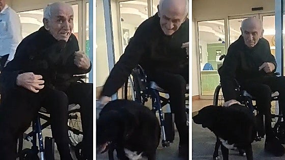Tobi, the dog who found his way to his elderly owner who was admitted to a nursing home in Spain