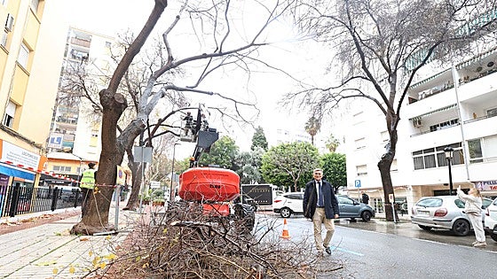 San Pedro Alcántara pruning plan will work on 1,600 trees in the town