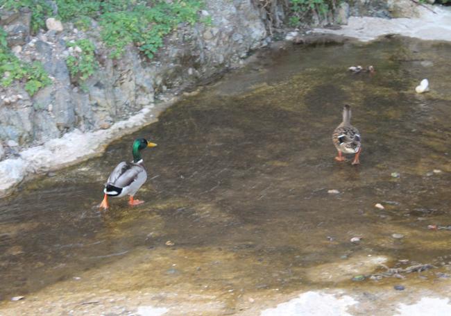 A pair of ducks in the Presas stream.