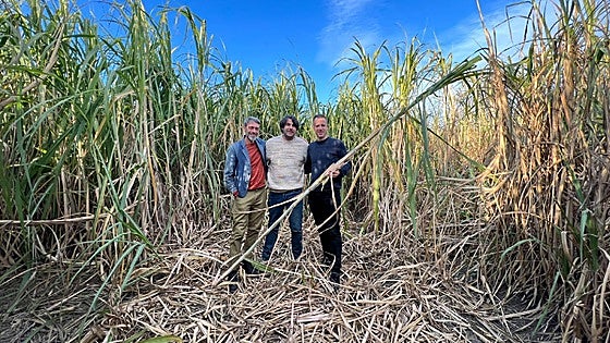 British researchers use local sugarcane to make bricks