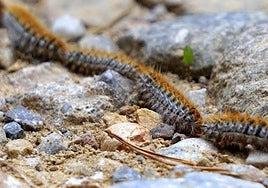 High temperatures in Spain bring processionary caterpillar season forward