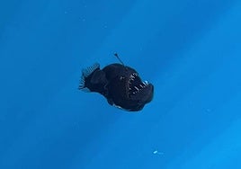 Scary-looking black seadevil fish filmed off the Spanish coast in Tenerife for the very first time