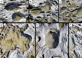 Footprints of large mammals dating back more than 778,000 years are found on a beach in south of Spain
