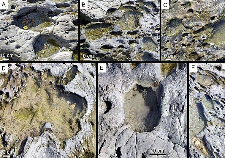 Footprints of large mammals dating back more than 778,000 years are found on a beach in south of Spain