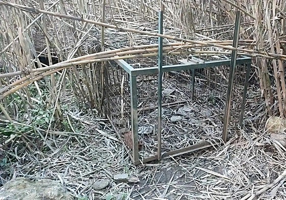 Cage to capture wild boar.