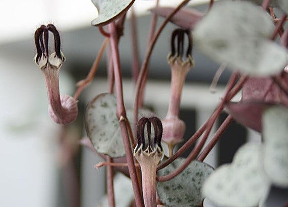 Recommended for your garden in the south of Spain: String-of-hearts