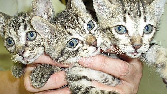 Malaga province animal shelter launches the cat's whiskers of a competition