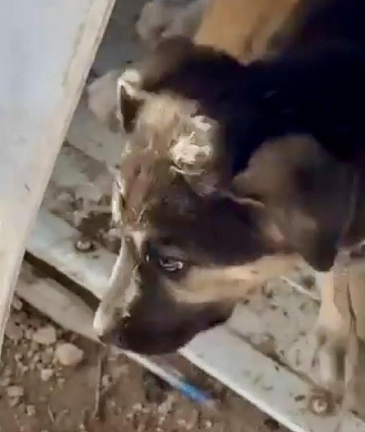 Imagen secundaria 2 - Toledo man arrested for animal cruelty charges and 'burning a dog as part of a ritual'