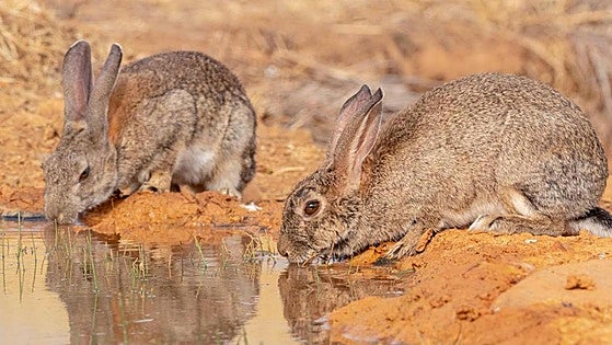 Spanish region declares emergency due to 'plague' of rabbits