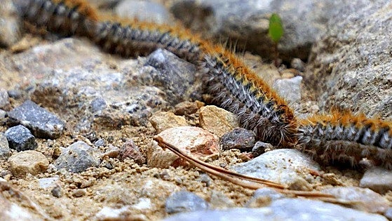 High temperatures bring forward appearance of processionary caterpillars with 500,000 venomous hairs in Malaga province