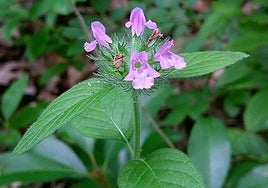 Clinopodium vulgare.