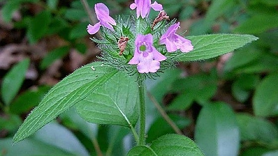 Recommended for your garden in the south of Spain: Clinopodium vulgare