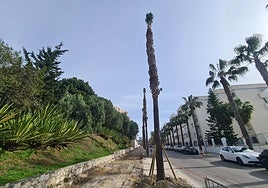 Some palm trees already transplanted.