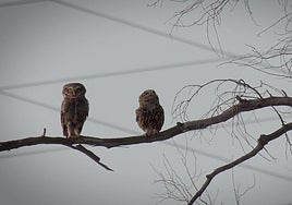 A pair of little owls ('mochuelos') in the Teatinos district of Malaga city.
