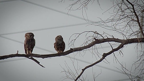The birds that are flocking to Malaga city and towns along the Costa del Sol