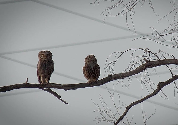 A pair of little owls ('mochuelos') in the Teatinos district of Malaga city.