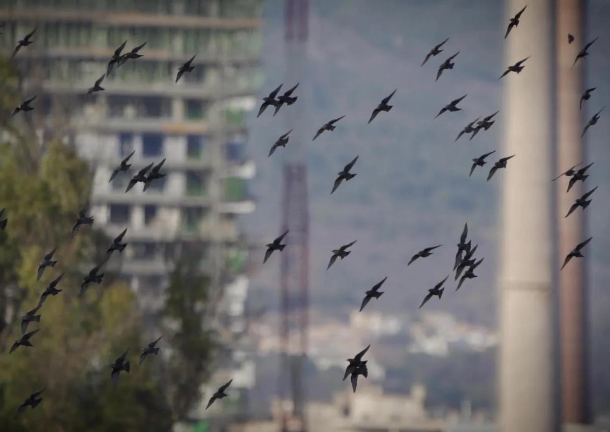 Imagen secundaria 1 - Above, Kingfisher. Below, city-dwelling starlings and the lesser kestrel.