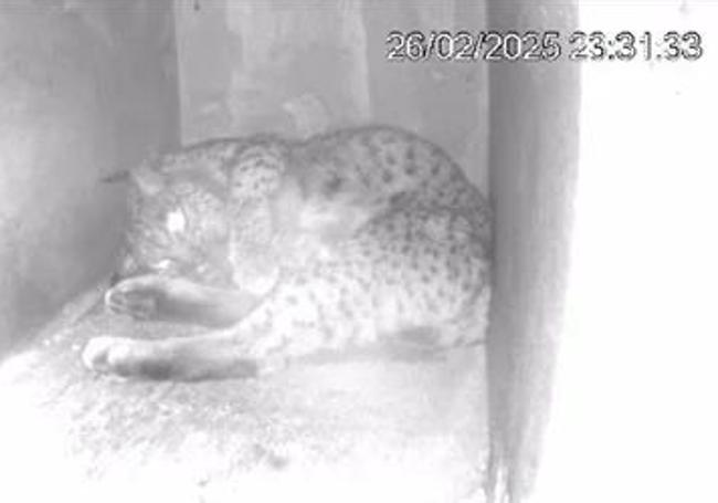 Hubara, in her den, at the time of giving birth in the captive breeding centre of Zarza de Granadilla (Cáceres).