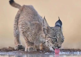 File image of an Iberian lynx cub.