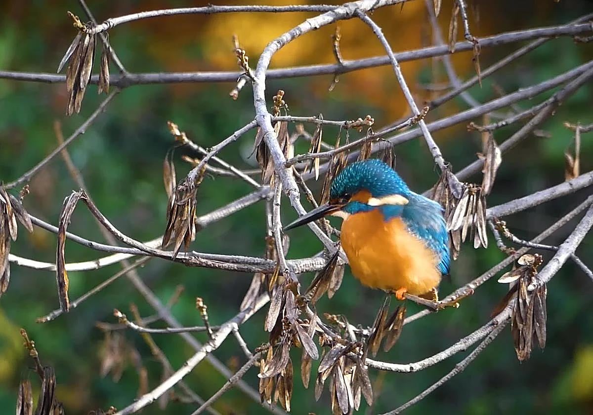 Imagen principal - Above, Kingfisher. Below, city-dwelling starlings and the lesser kestrel.