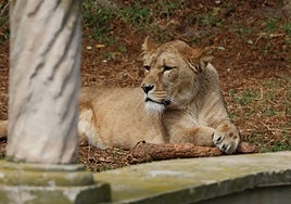 One of the Atlas lion specimens, which can now be seen in Selwo Aventura.