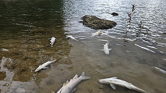 Controversy over hundreds of dead fish in popular 'turtle' lake on Costa del Sol