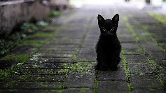 Torremolinos signs new agreement to control proliferation of street cats: this is what it will cost and how it will work