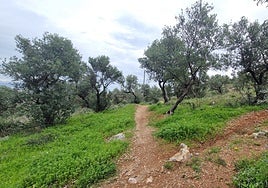 View of an olive grove after the latest rains in the province.