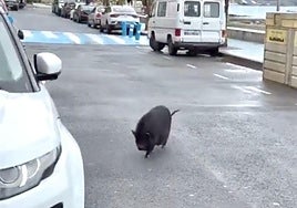 The pot-bellied pig that takes a daily stroll along a promenade in Spain