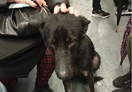Gypsy, with passengers on the Cercanías train service.