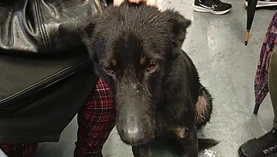The stray dog that caught the local commuter train to Malaga