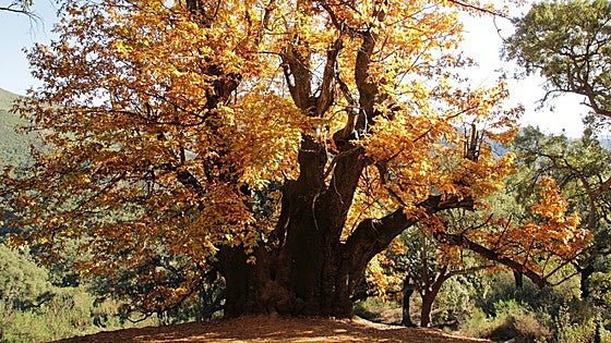 These are the oldest and most spectacular trees in Malaga province and this is where you can find them