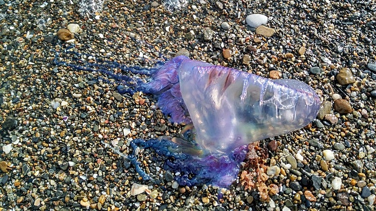 Feared Portuguese man o' war wash up on Costa del Sol beaches