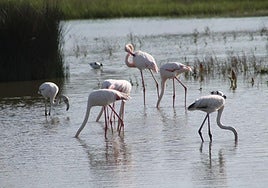 The famous pink flamingoes can now be observed up close thanks to plenty of water in the lake at Fuente de Piedra.