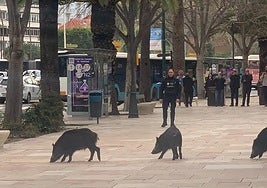 The family of wild boar