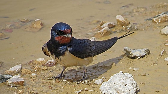 The barn swallow