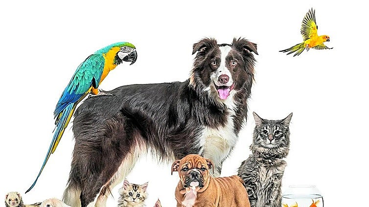 Costa del Sol town produces its first pet register