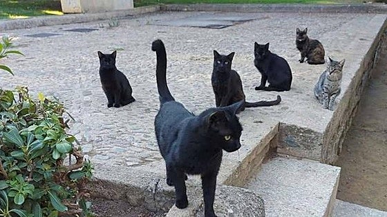 Mijas awards new 112,000-euro contract for control of street cat colonies